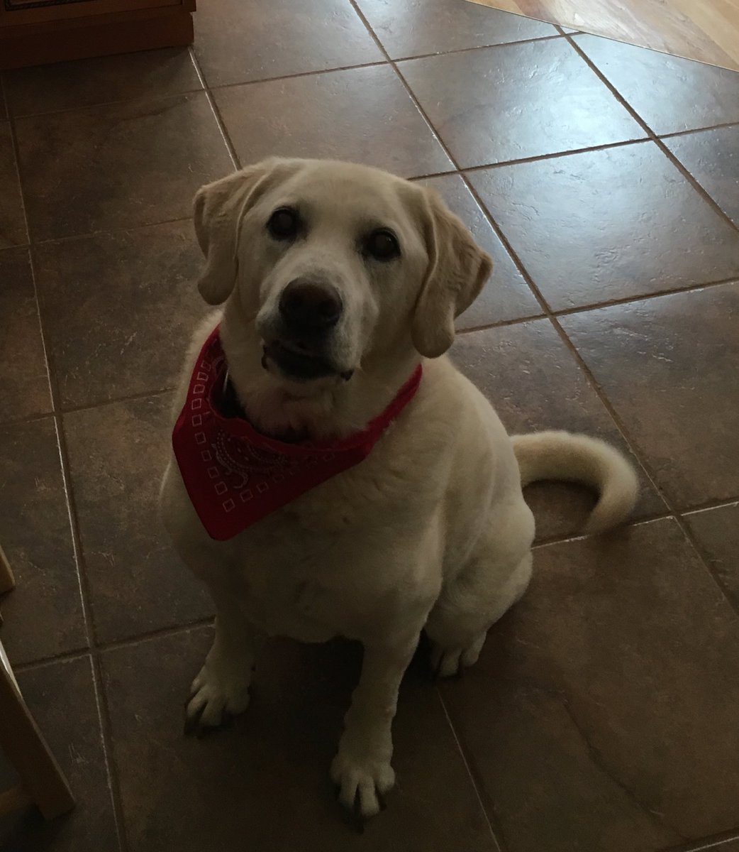 rhi_lapen's tweet photo. Happy national puppy day 🐶❤️ you'll forever be a pup to me #roswell #chewbones #getbitches https://t.co/7FDigA8lll