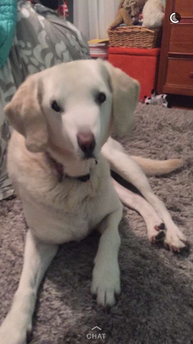 rhi_lapen's tweet photo. Happy national puppy day 🐶❤️ you'll forever be a pup to me #roswell #chewbones #getbitches https://t.co/7FDigA8lll