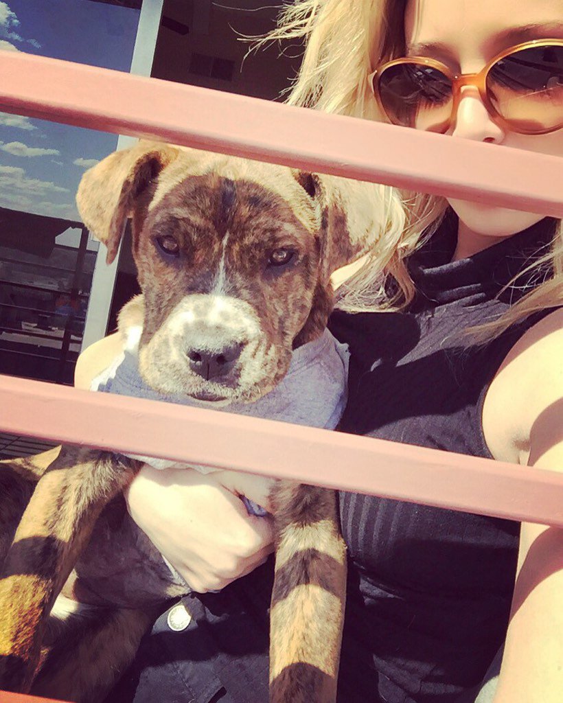 Baby T Soaking up the Tulsa Sun ☀️#happynationalpuppyday #NationalPuppyDay  #inlove #tulsathetiger <a href="/tulsa_oilers/">Tulsa Oilers</a>