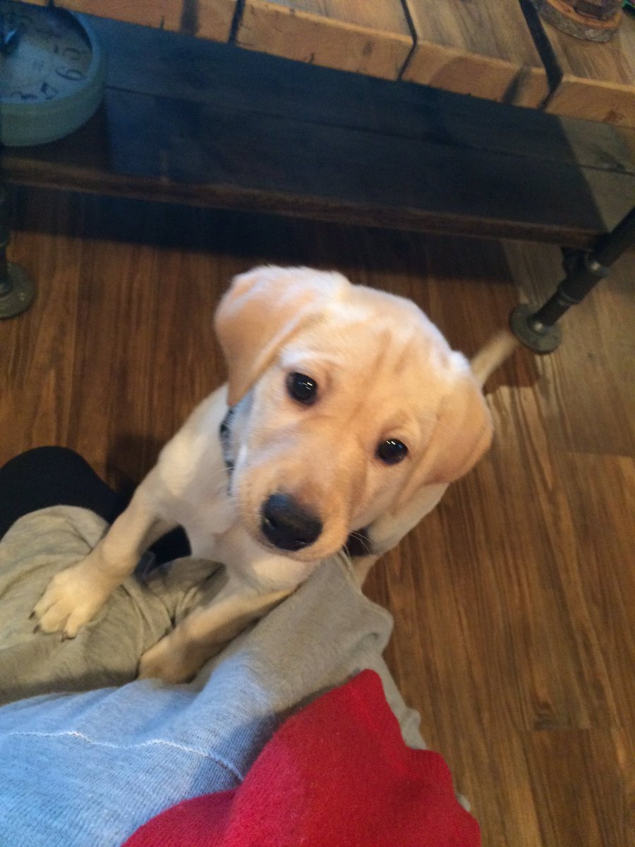 shelbyapayne's tweet photo. Happy #NationalPuppyDay to my sweet lil puppy niece ๐ถ #youllneverseethis #butiloveyou https://t.co/B8T4iYOMwK