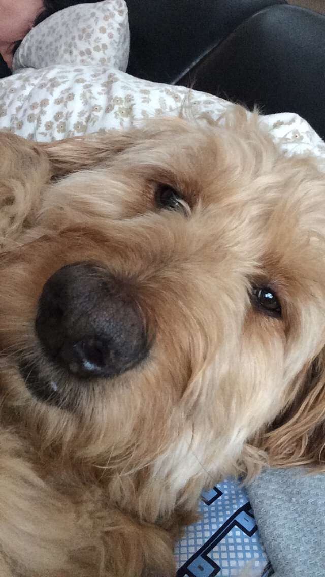 MRuelle5's tweet photo. #NationalPuppyDay https://t.co/HuFDlyXSYG