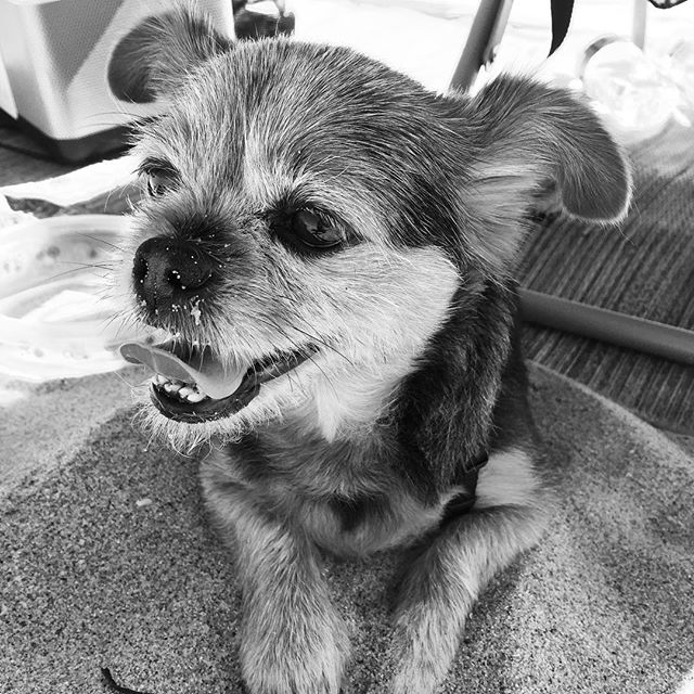 SammyDrokelts's tweet photo. happynationalpuppyday ❤️ https://t.co/1ecqEd9Vfd
