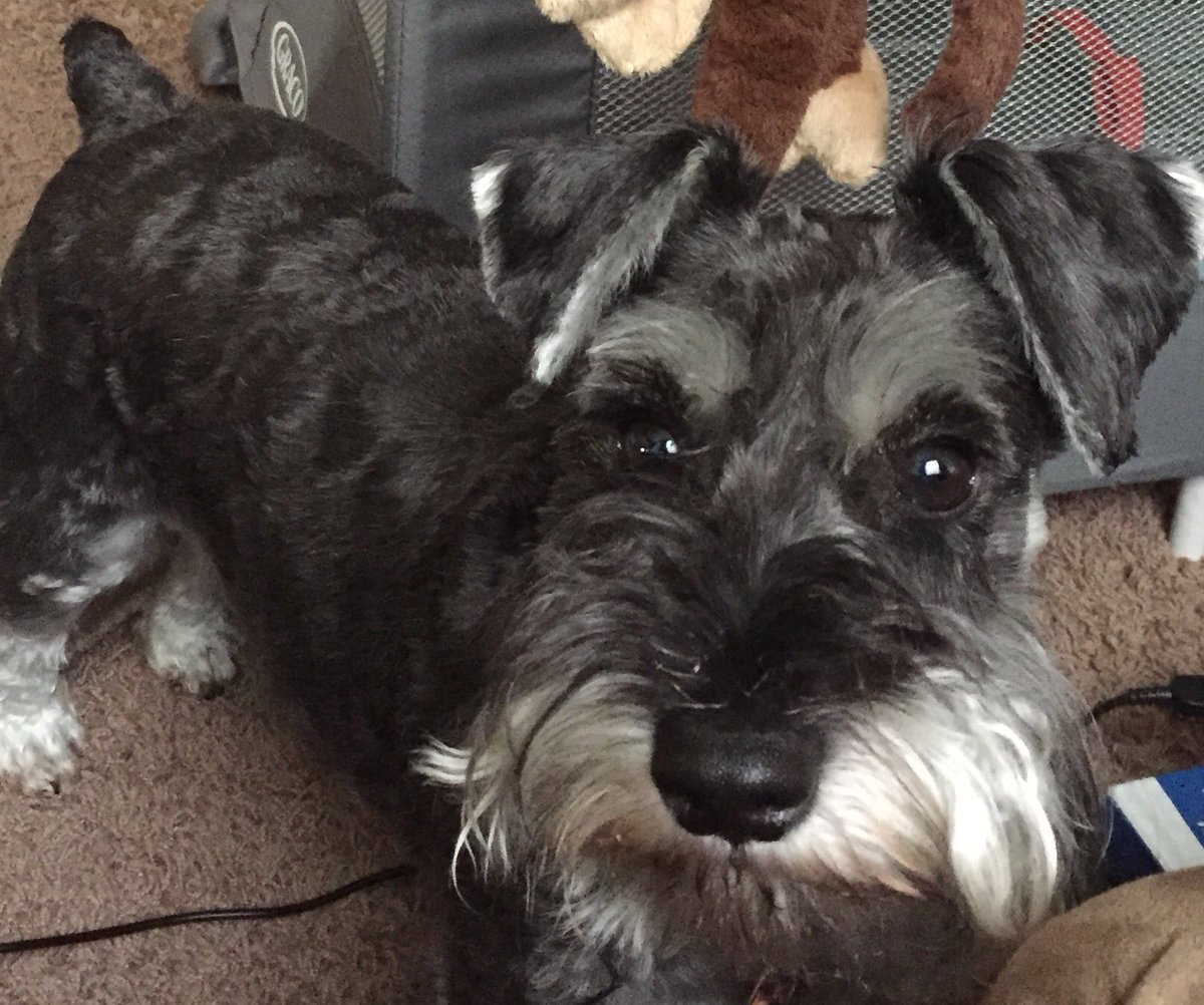 Barbershr's tweet photo. Happy National Puppy Day! https://t.co/tSTyJ36R5v