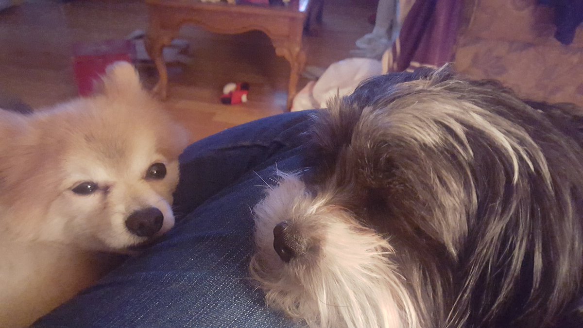 aingle2013's tweet photo. @995thewolfdfw @Markphillips995 Happy National Puppy Day! https://t.co/aFeSdYzo5v