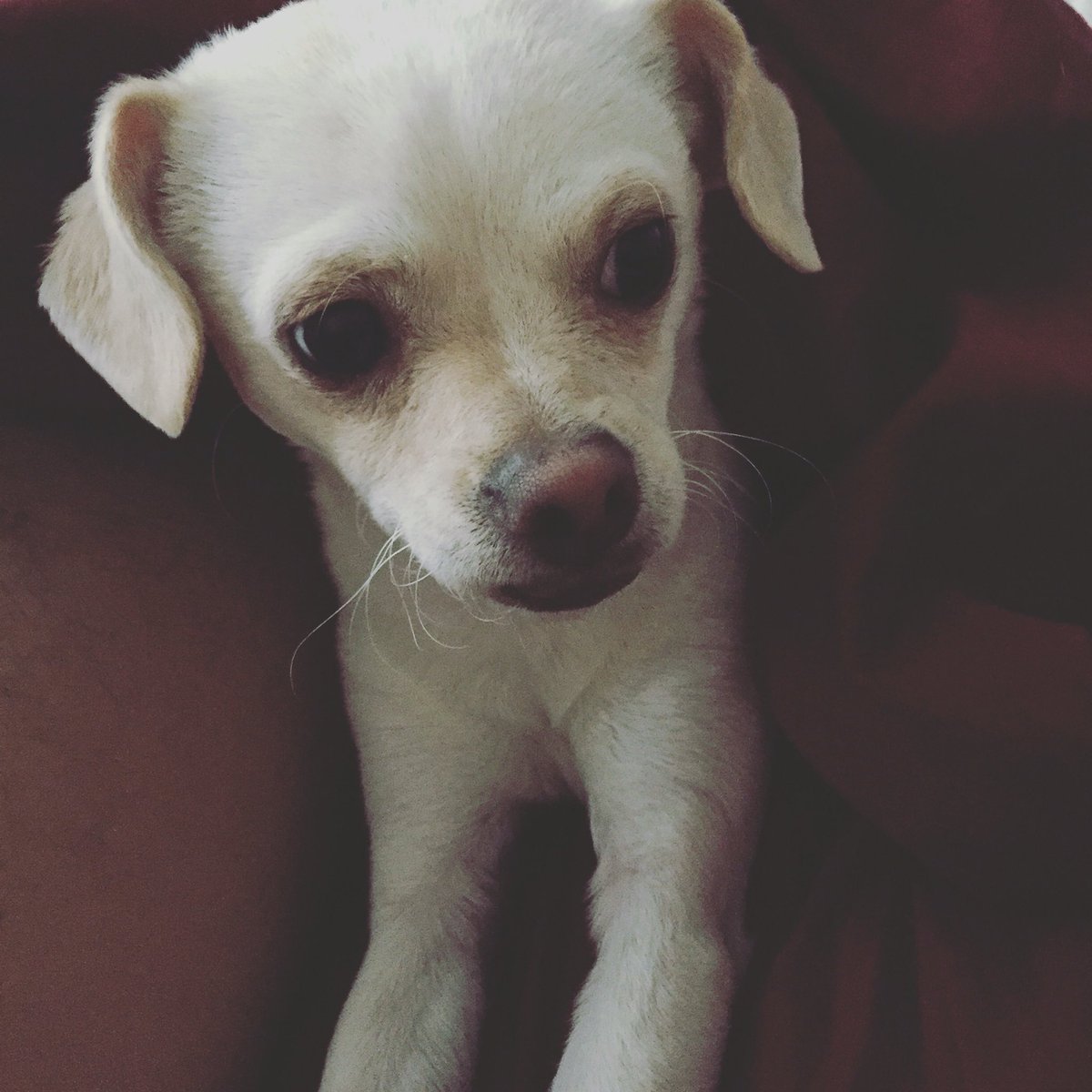 MishelleAndrews's tweet photo. Puppy=puppy. Dog at 2 yrs=puppy. Dog at 7 yrs=puppy. Dog at 16=puppy. Happy #NationalPuppyDay https://t.co/pW4trkJNoz