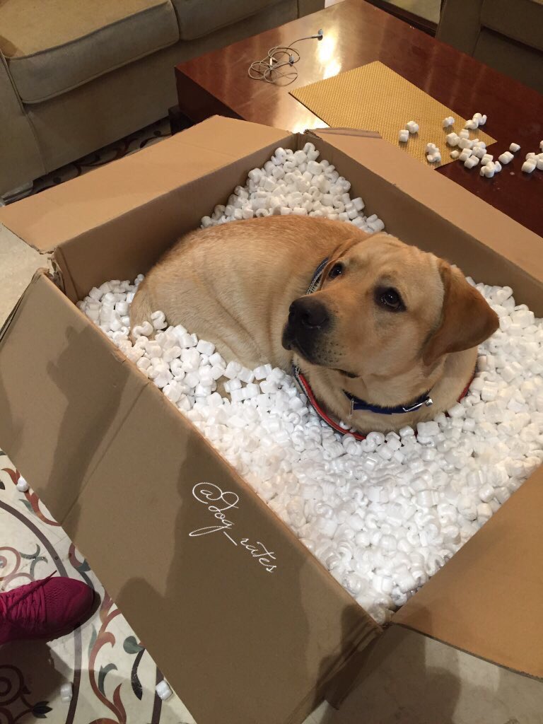 dog_rates's tweet photo. This is Stubert. He just arrived. 10/10 https://t.co/HVGs5aAKAn