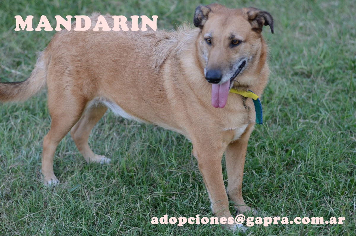 MANDARIN...
CONTACTO: adopciones@gapra.com.ar / madrinas@gapra.com.ar
facebook.com/RefugioGapra