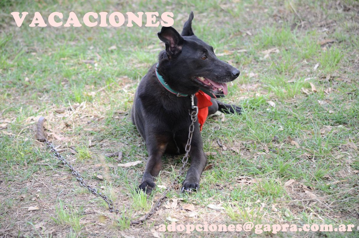 VACACIONES...
CONTACTO: adopciones@gapra.com.ar / madrinas@gapra.com.ar
facebook.com/RefugioGapra