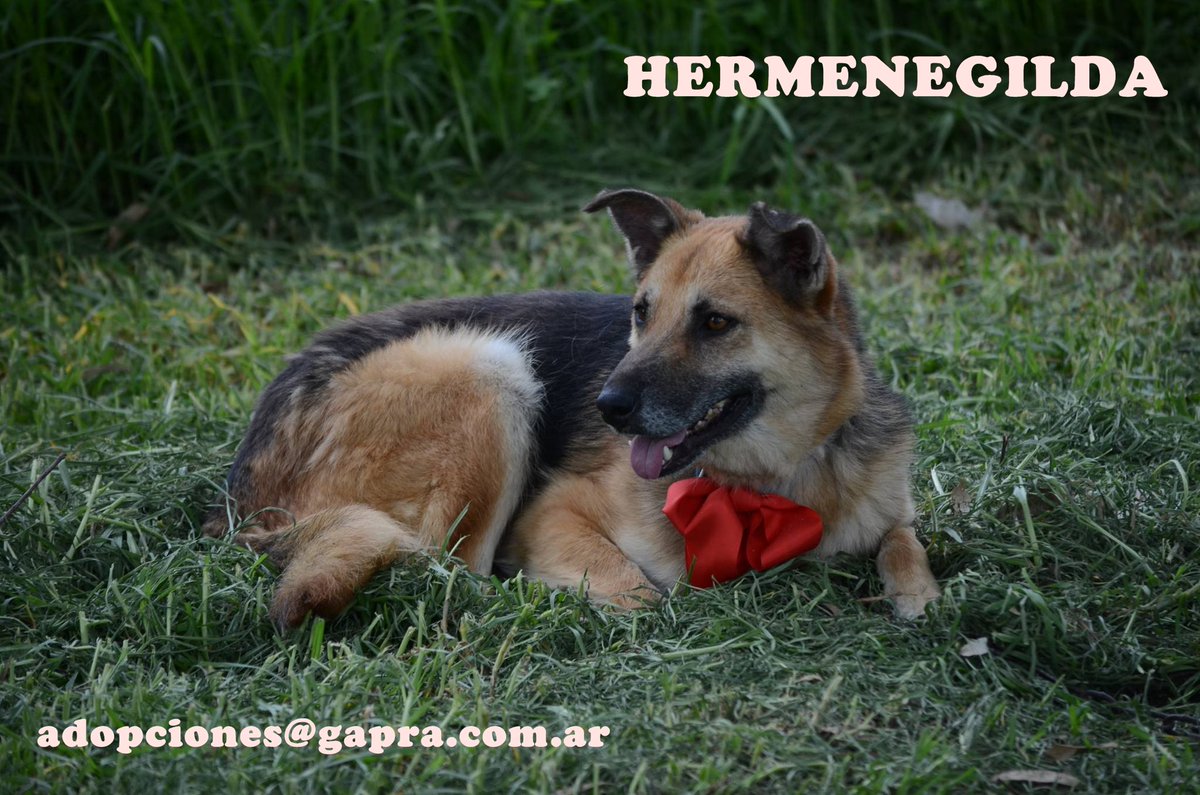 HERMENEGILDA...
CONTACTO: adopciones@gapra.com.ar / madrinas@gapra.com.ar
facebook.com/RefugioGapra