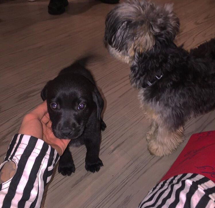 PhilTheCutie's tweet photo. #NationalPuppyDay BEST DAY OF THE YEAR https://t.co/o2kkPkScJi