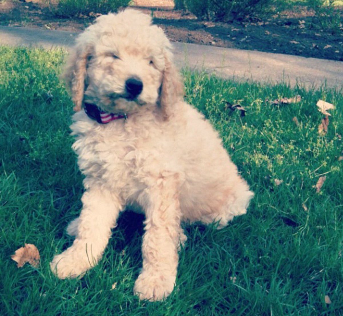 madelineu's tweet photo. My mush mush ❤️🐶#NationalPuppyDay https://t.co/0LwsZwm2pD
