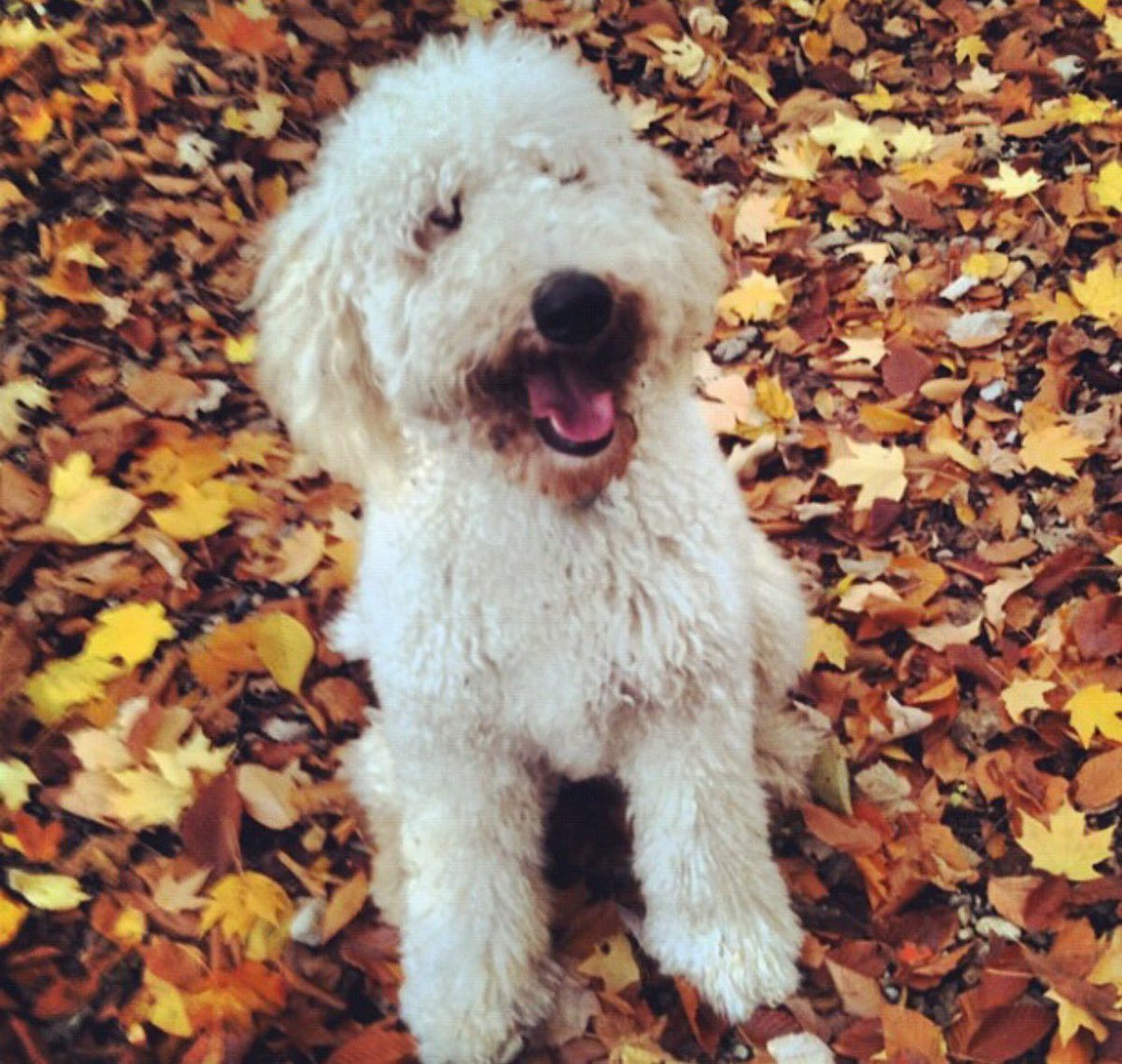 madelineu's tweet photo. My mush mush ❤️🐶#NationalPuppyDay https://t.co/0LwsZwm2pD