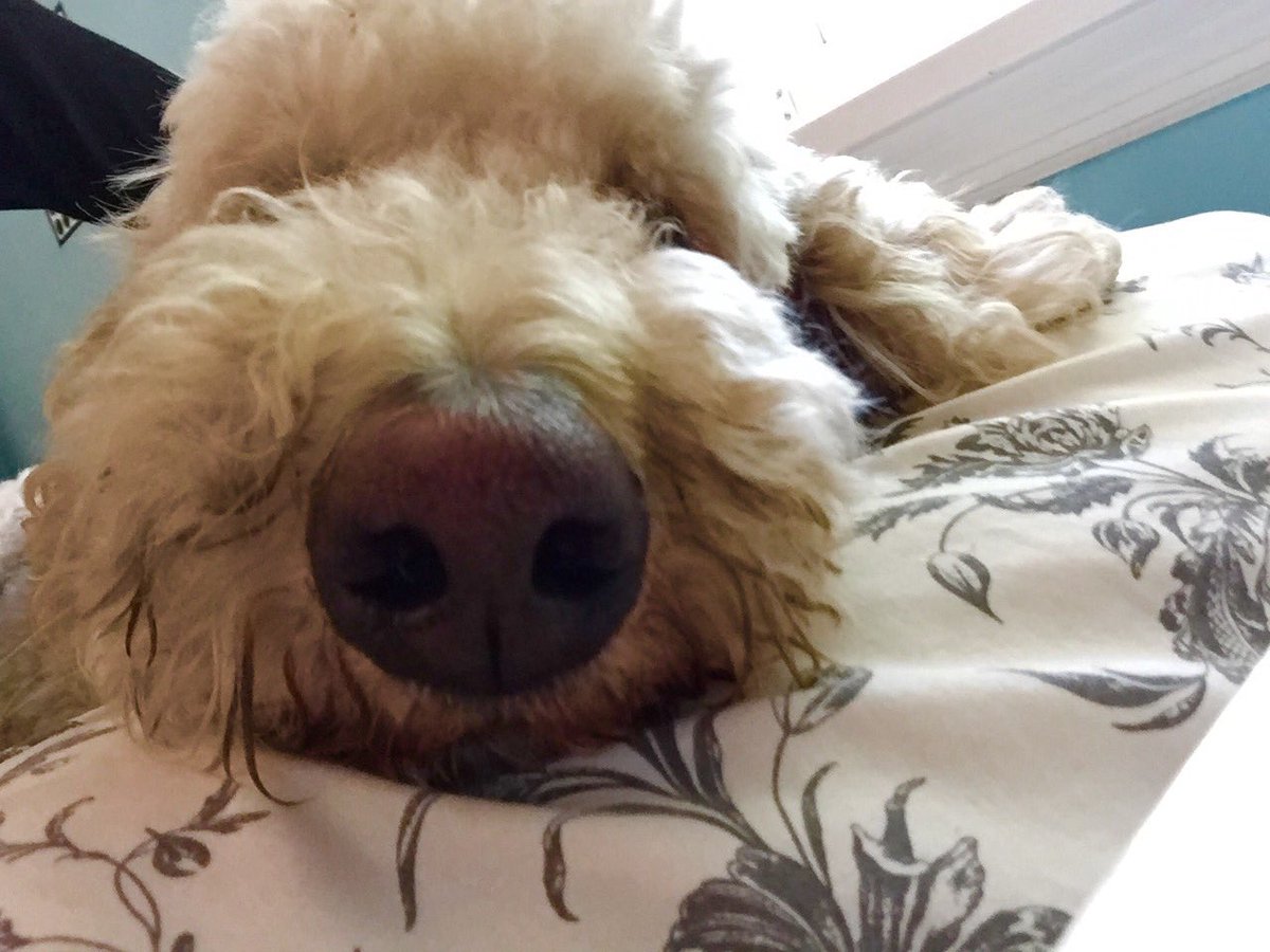 madelineu's tweet photo. My mush mush ❤️🐶#NationalPuppyDay https://t.co/0LwsZwm2pD