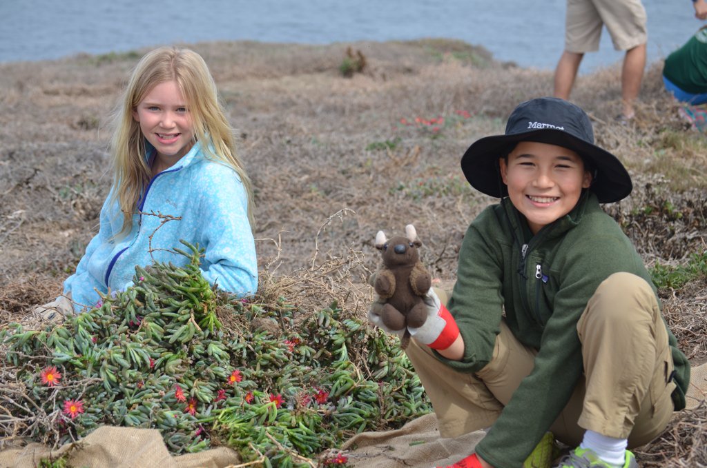 #BuddyBison and my class joined #HandsontheLand to remove non-native #red-flowered #iceplant from #Anacapaisland