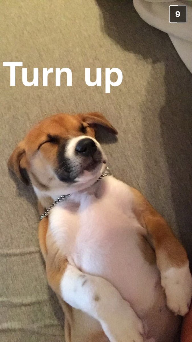 michaelaaowen's tweet photo. happy puppy day ❣ https://t.co/hse1LqNbeG