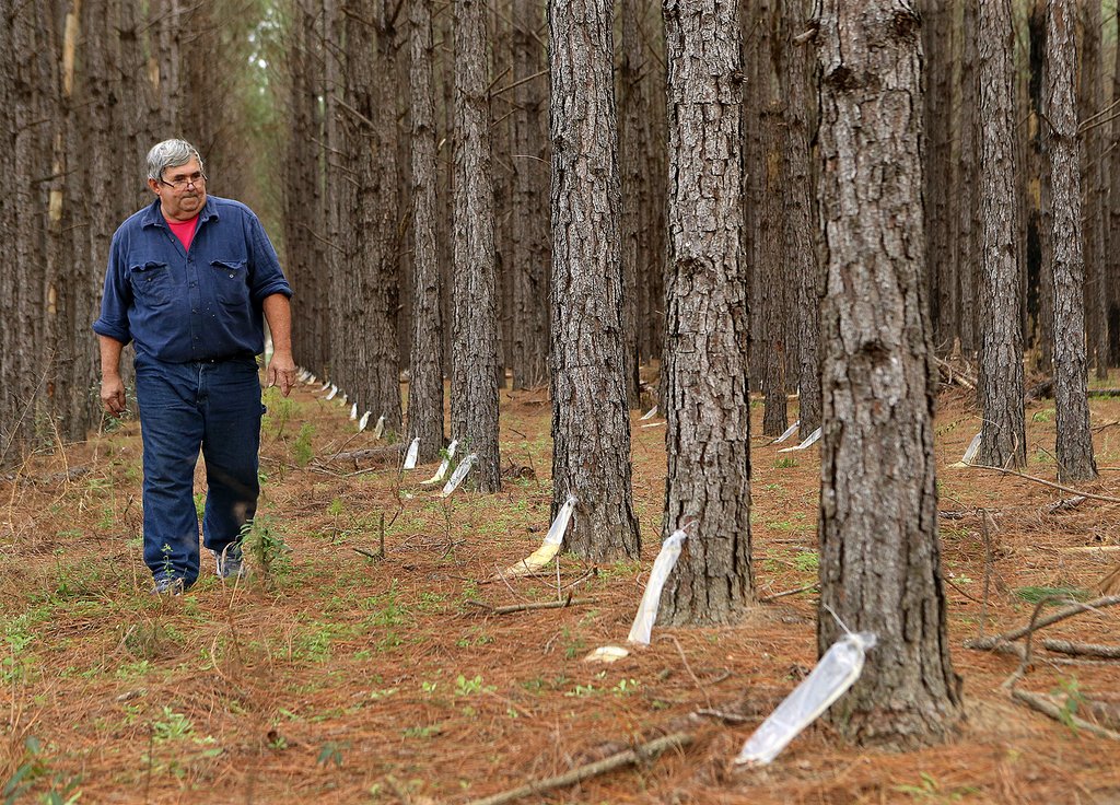 ForestGeek's tweet photo. Family puts Georgia back into the turpentine business : https://t.co/sdi5SUCxRO : https://t.co/Ly1izannyC