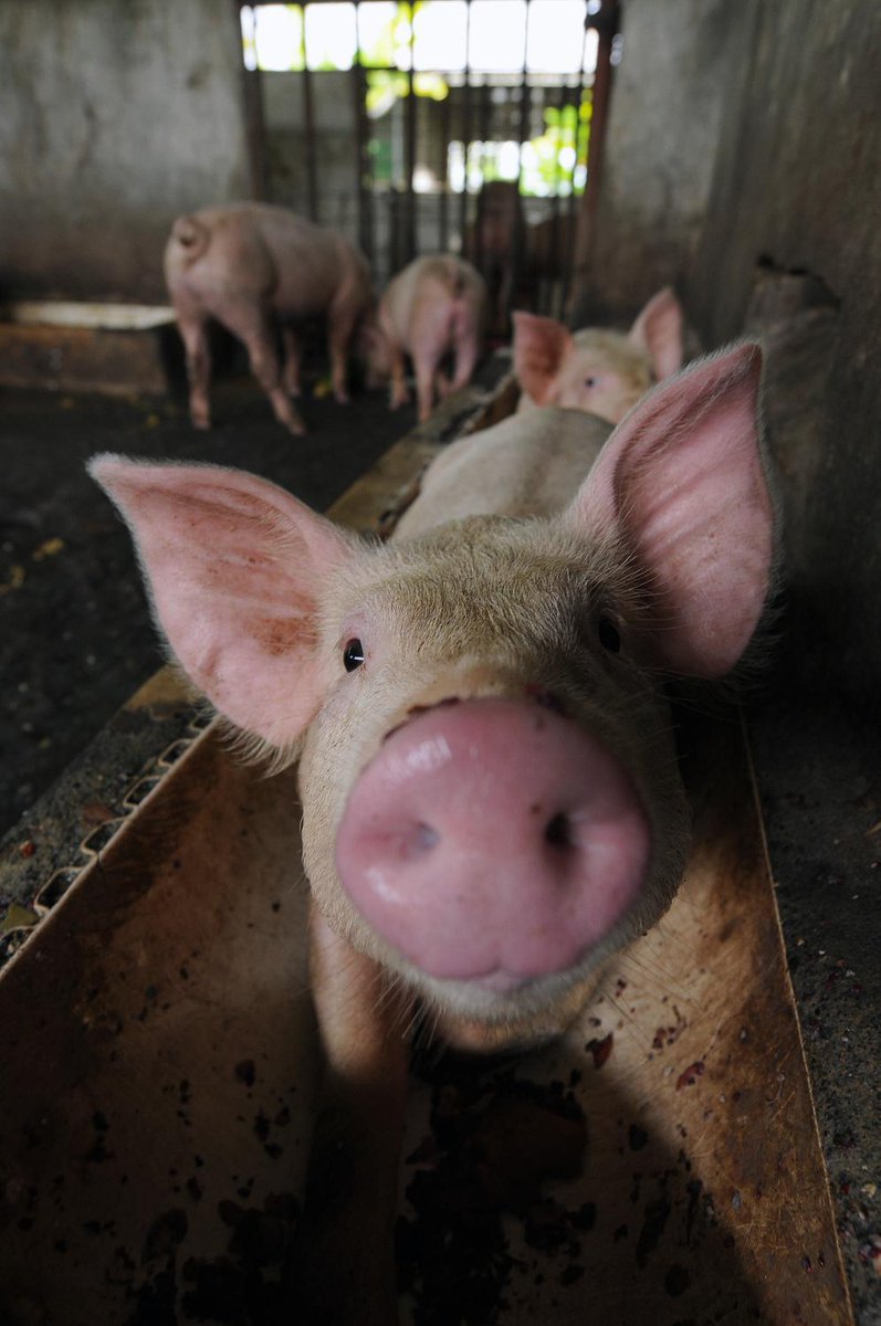 tarrahbarbour's tweet photo. Duke Energy Signs Deal To Turn Pig Poop Into…... https://t.co/BQJqVrVbd6 https://t.co/JnqssaGDy1