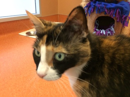 AdoptMeCA95035's tweet photo. Adoptable #cat #Amidala_HSSVCA_02 I'll be the queen of your empire! https://t.co/VfvFCXl5M4 https://t.co/oYJZPEDWKB