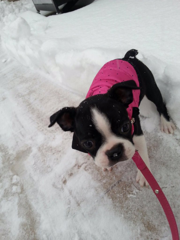lexuswiciak's tweet photo. #NationalPuppyDay 💗💗 https://t.co/YwbhmBv2sG