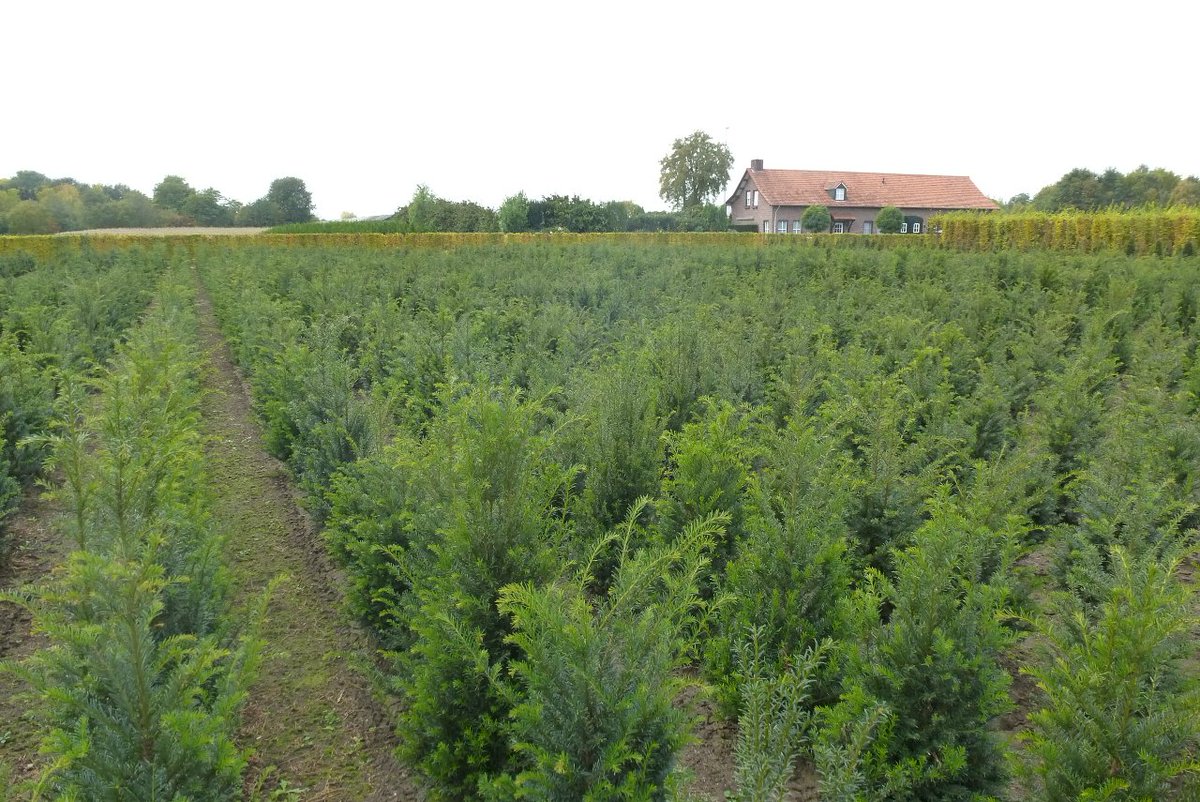 PflanzenHeijnen's tweet photo. Taxus baccata – Eibe als Heckenpflanzen | https://t.co/iRwwkm6jy0 #taxus #eiben #heckenpflanzen https://t.co/BupZKq0THa