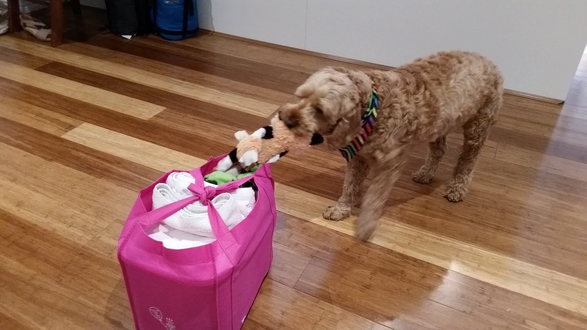 Charliespoodle's tweet photo. Why you packing my Foxy Loxy in dis bag? Ohhhhh... we going on holidays? Woo-hoo https://t.co/VM09i4UvMO