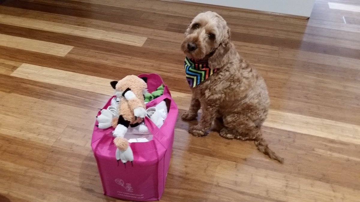 Charliespoodle's tweet photo. Ok ... Foxy back in da bag wif my other things. Yay for holidays wif da family 🐶 woof woof! https://t.co/j9sQZ9gnzC