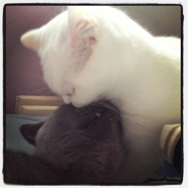 DrBlueandOssie's tweet photo. #kittendays our innocent faces https://t.co/80X4AcXcPo