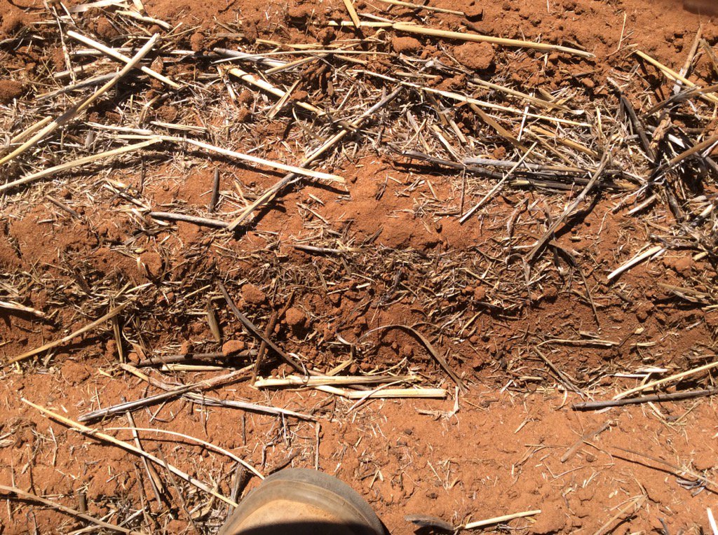 rick_rundell's tweet photo. Sowing vetch 15" rows. It's that dry at 13.5 km poor soil throw #preems @fry_anna32 @leighjbryan @VicNotill https://t.co/mSirZ1LdXT