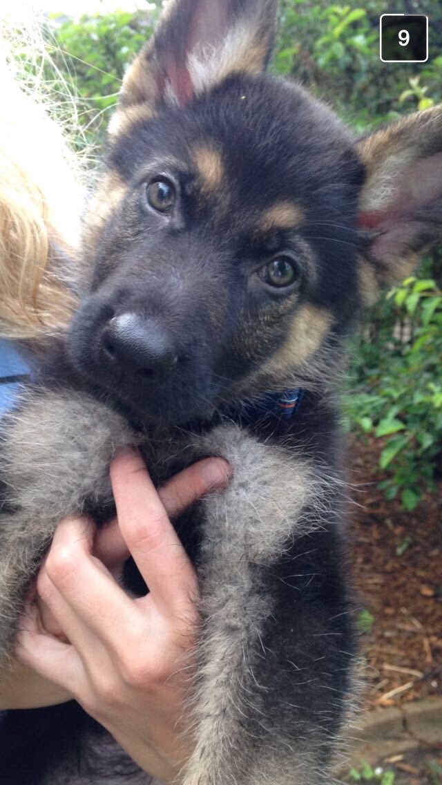 dany_ehr's tweet photo. #NationalPuppyDay https://t.co/OdtMwrdwyy