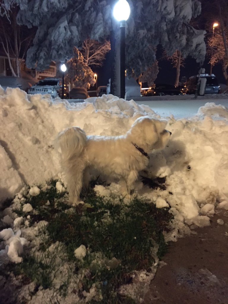 DbrstewLashes's tweet photo. No place for Louis to go!!! #blizzard #snowstorm #coloradoBlizzard #diggingout #NationalPuppyDay https://t.co/qDzsUkJ00A