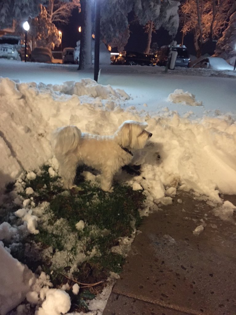 DbrstewLashes's tweet photo. No place for Louis to go!!! #blizzard #snowstorm #coloradoBlizzard #diggingout #NationalPuppyDay https://t.co/qDzsUkJ00A