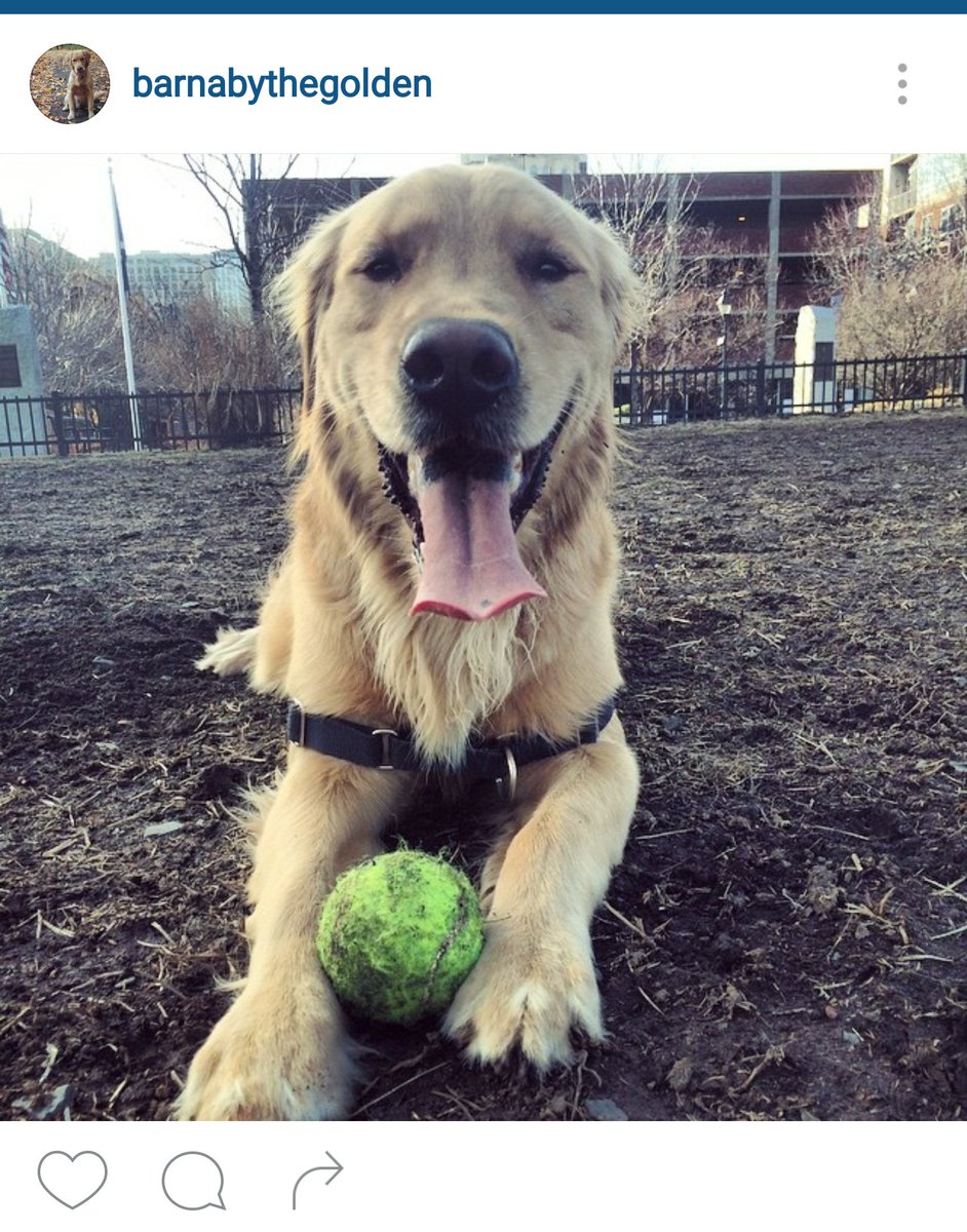 AwkwardByNature's tweet photo. I am crying. #dogssticktogether https://t.co/hE4AlmupPS