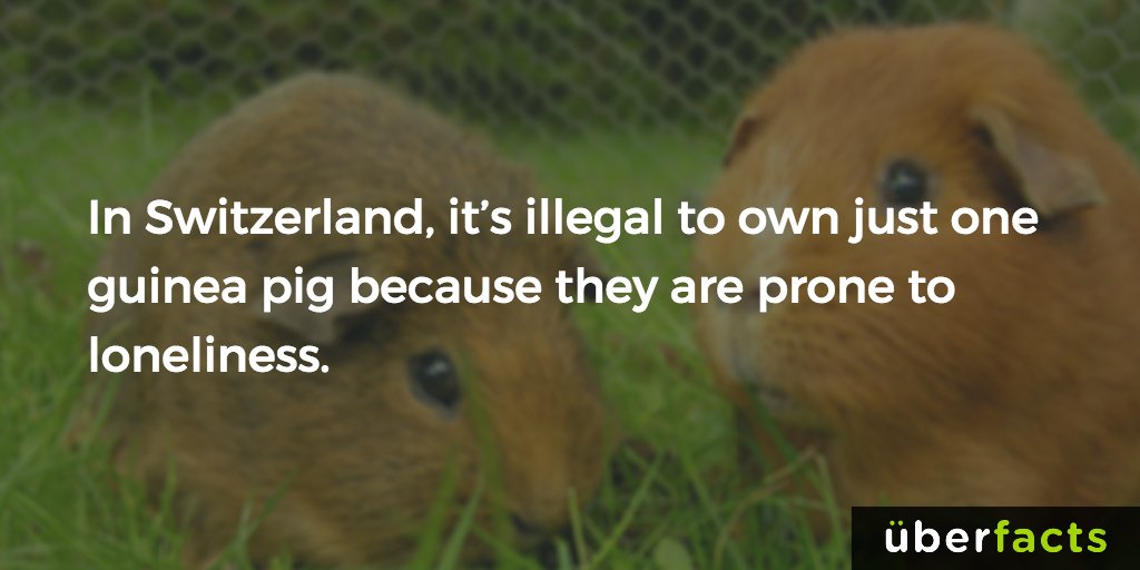 UberFacts's tweet photo. Make sure your guinea pigs aren't lonely. https://t.co/MBSMwH2HnF