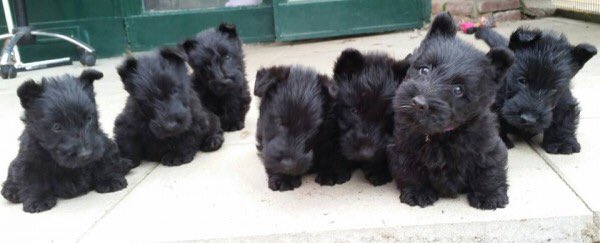 kelley_adams's tweet photo. This is what my dog looked like as a baby pup but I got her at 9months and never saw it irl or in pics. #crying4ever https://t.co/KqDM0zLMIo