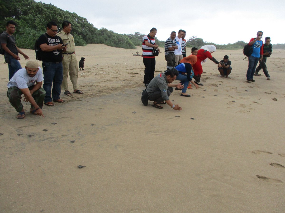 Pelaksanaan Pelatihan Konservasi Penyu di Taman Pesisir Penyu Pantai Pangumbahan <a href="/DitjenPRL/">Direktorat Jenderal Penataan Ruang Laut</a> <a href="/kkji/">mark jones</a> <a href="/kkpgoid/">KKP RI</a>