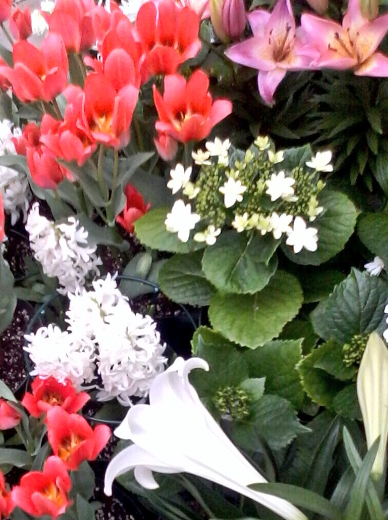 GlobalDoves's tweet image. All the beauty that's around us everyday!