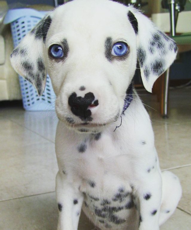 ️ (@puppiesbot) on Twitter photo 