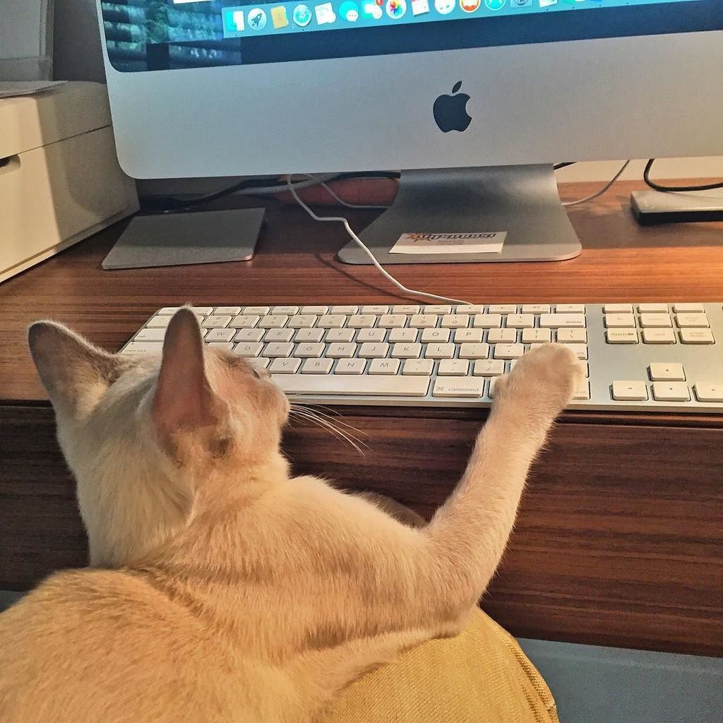 Chatchatcatcat's tweet image. Just a few keystrokes until Easter. #caneingit #60wpm #touchtyping #burmesecat #catoftheday #instacat #catsagram #p…