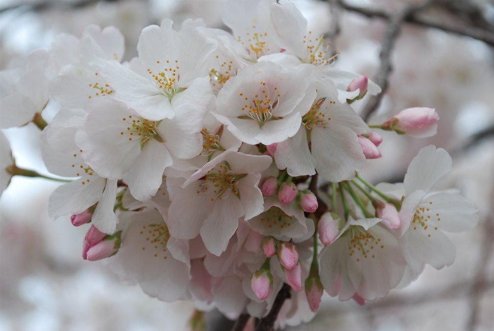 UsefulTipsJapan's tweet image. Hanami: Cherry Blossom Viewing in Japan
&amp;gt;&amp;gt;goo.gl/VX59hA&amp;lt;&amp;lt;