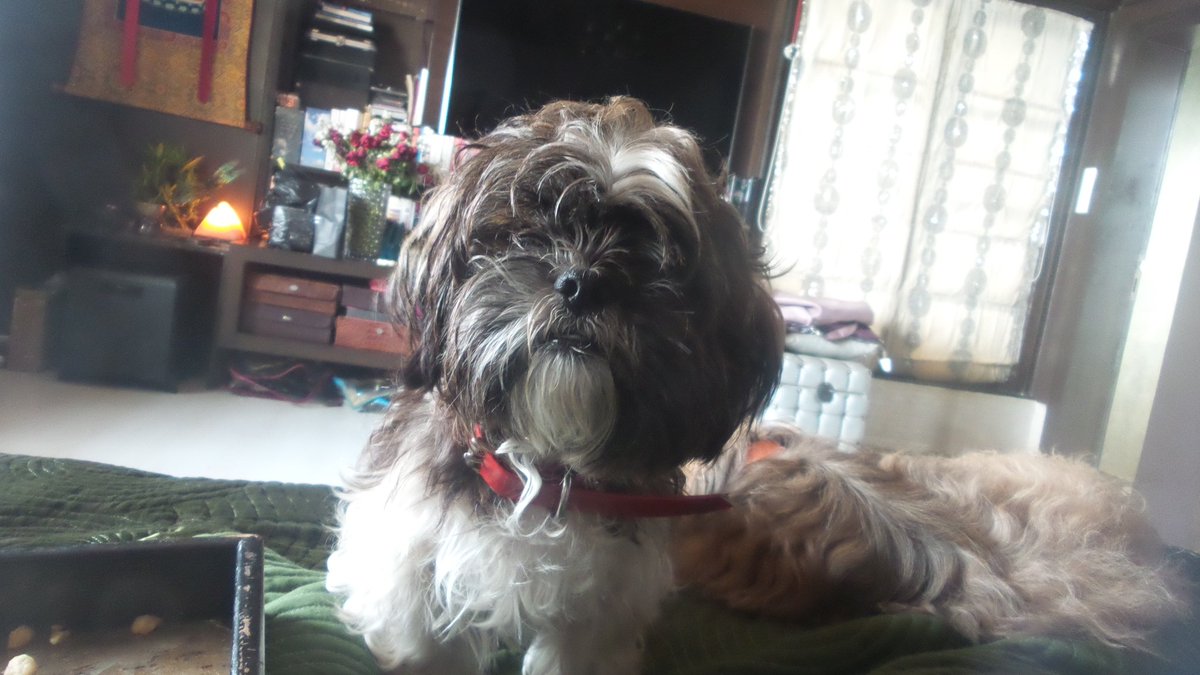 Pooja Bedi tweet media