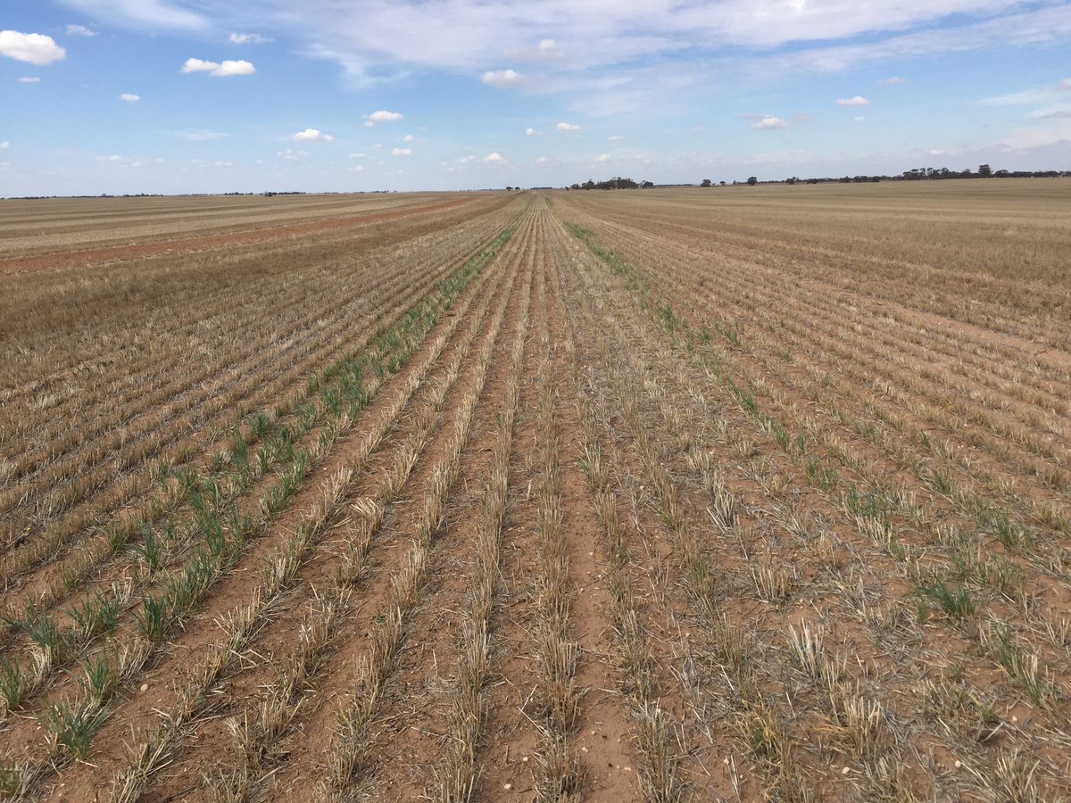 brettbarker92's tweet photo. Classic scenario of wheel track weed escapes https://t.co/RQwz5ZT7Uw