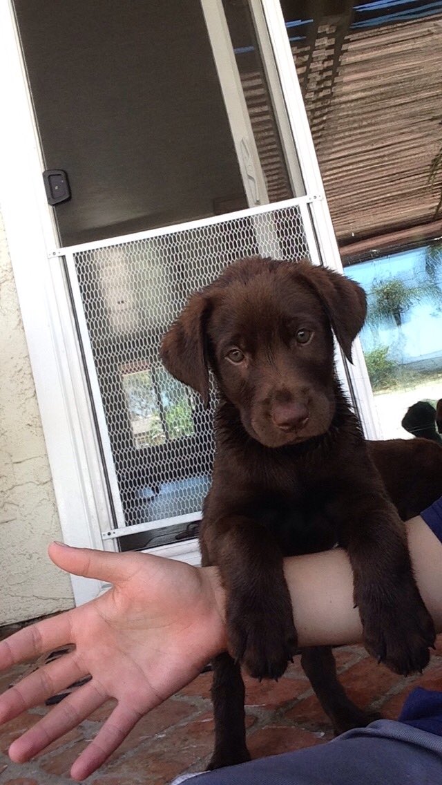 kp6mena's tweet photo. #NationalPuppyDay 🐶🐵 https://t.co/LNnVFolvZF
