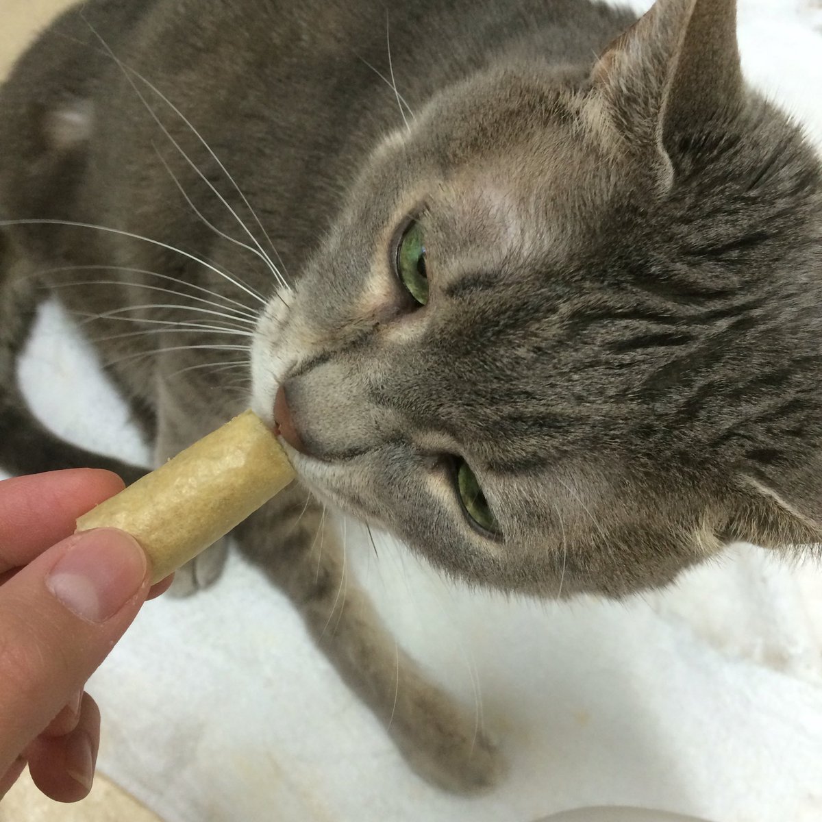 あいの里動物病院 猫用歯磨きガム ビルバックチュウ の取り扱いが始まりました 1日1個のおやつ代わりにいかがですか お魚味なのでみんなとても美味しそうに食べてくれます ぼねは夢中になりすぎて顔がちょっと怖いですね T Co F5cappvnr6