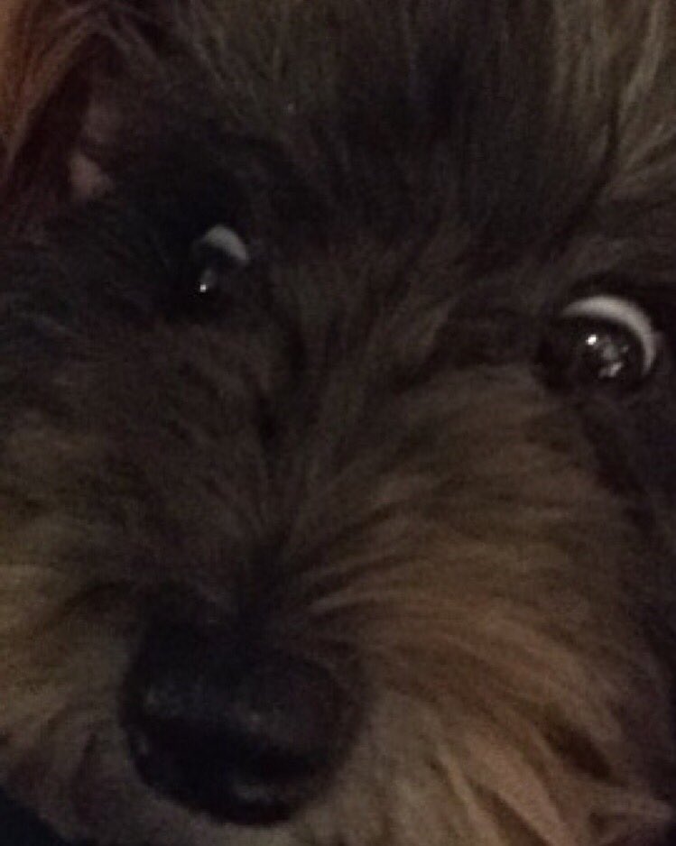 audreysweenz's tweet photo. I love my dog so much p.s. make her the new meme 2k16 #NationalPuppyDay #MiaAf https://t.co/2JFbjPdn7H