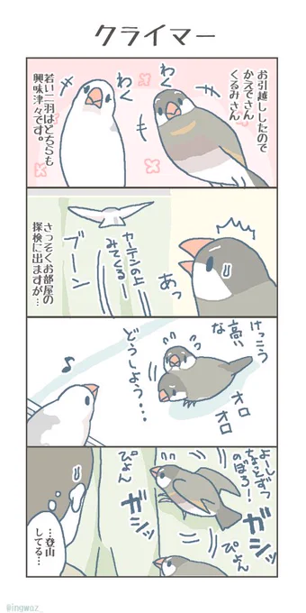 クライマー。#buncho #文鳥 #javasparrow 