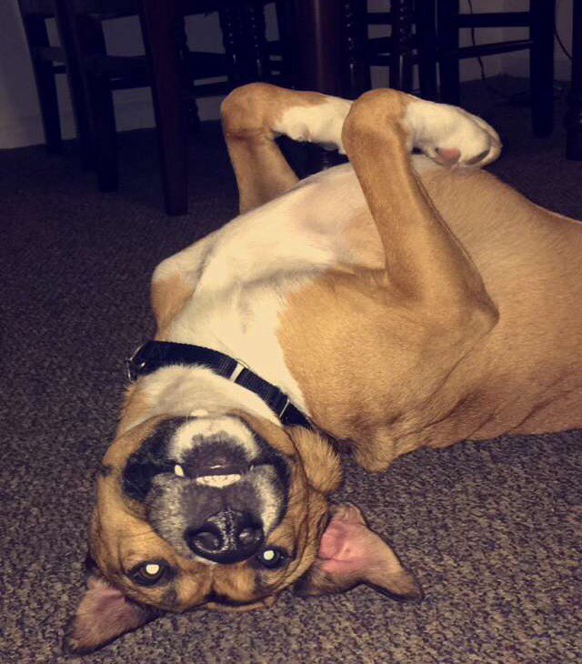 Kara_N19's tweet photo. Happy National Puppy Day!!! #NationalPuppyDay #rileyboy https://t.co/oyWm26mxhO