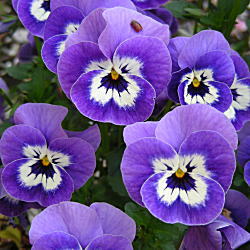 Issei Kitamura 春からkddi Nezujinnbabue Twitter