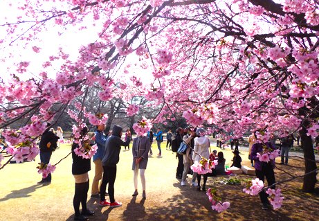 花の名所 16年 3 23現在 新宿御苑の開花情報 東京都 新宿区 現在 桜園地や丸花壇など園内各所で早咲きの桜のヨウコウや オオシマザクラが見頃に なっています 開花情報 花の名所案内 T Co Kts42dhma3 T Co 2bhrrmrna1