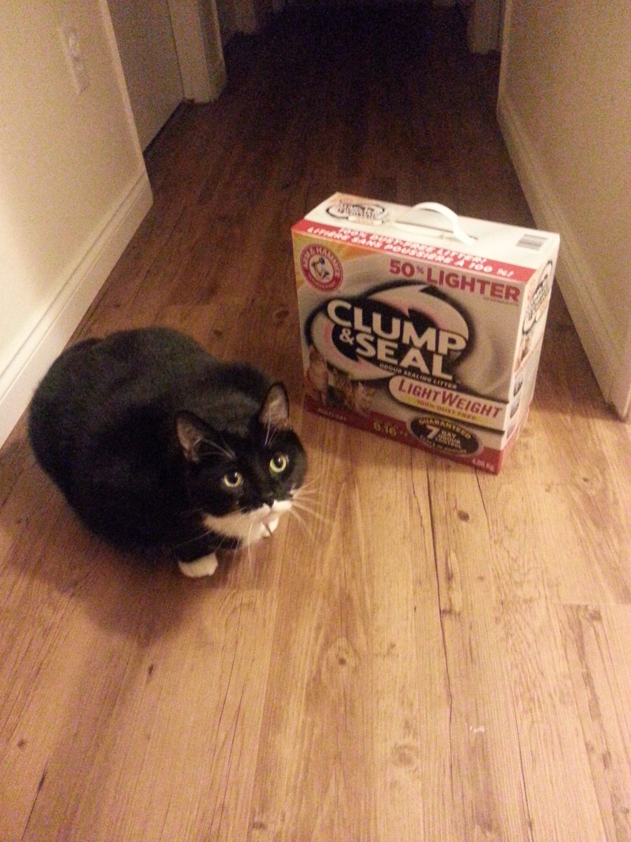 SampleSiren's tweet photo. Spock loves his new @ArmHammerNature Clump and Seal LightWeight Litter #Clumpseallightweight @ChickAdvisor #free2try https://t.co/GjCi2ZFgAm