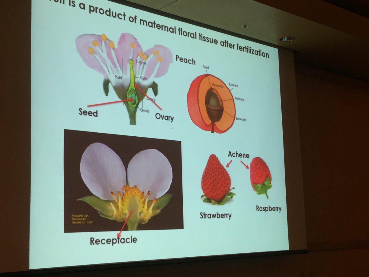 rpalaniveluaz's tweet photo. Discussions on fruits closed out fruitful #plantrepro2016. https://t.co/BjcUmgq3QT